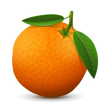 Orange fruit close up Stock Illustration