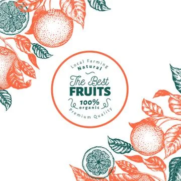Orange fruit design template. Hand drawn vector fruit illustration. Engraved Stock Illustration