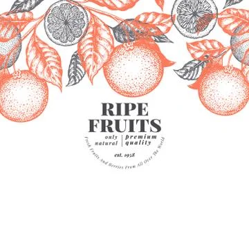 Orange fruit design template. Hand drawn vector fruit illustration. Engraved Stock Illustration