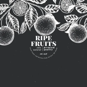 Orange fruit design template. Hand drawn vector fruit illustration on chalk Stock Illustration