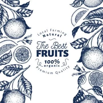 Orange fruit design template. Hand drawn vector fruit illustration. Engraved Stock Illustration