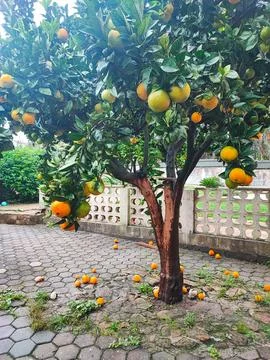 Orange fruit with dew drops on a large orange tree in the yard of a house. Foto stock