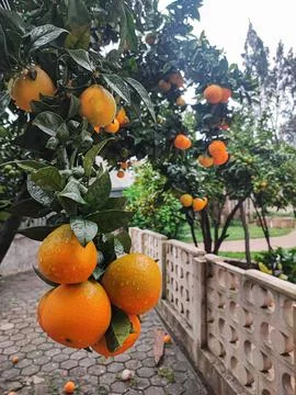 Orange fruit with dew drops on a large orange tree in the yard of a house. Foto stock