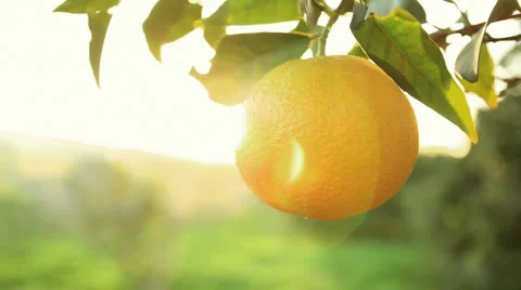 Orange fruit Stock Footage 1103095