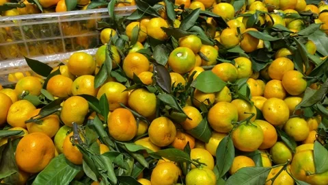 Orange fruit Stock Footage 214115994