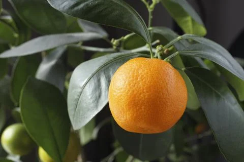 Orange fruit growing on tree Stock Photos
