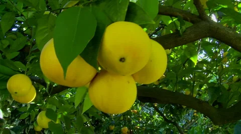Orange fruit hanging on the tree Stock Footage