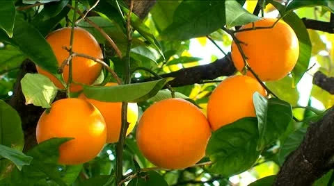 Orange fruit hanging on the tree Stock Footage