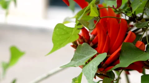 Orange Fruit Hanging From Tree Stock Footage 62653206