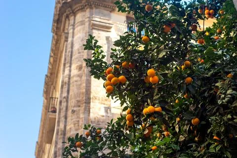 Orange fruit hangs from a tree branches next to an old building Stock Photos