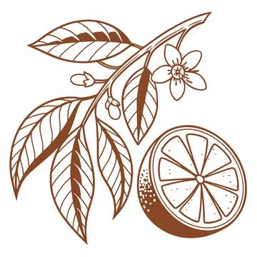 Orange Fruit Icon Outline Vector on White Background Stock Illustration