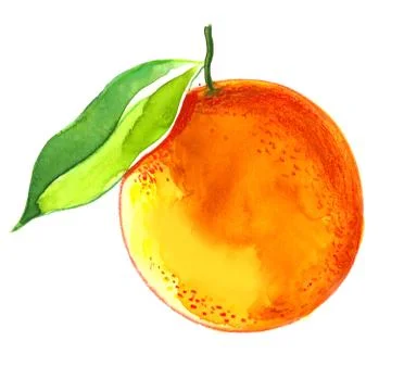 Orange fruit Stock Illustration