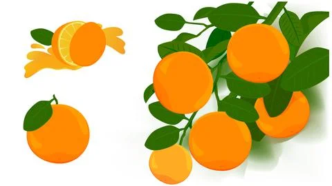 Orange fruit Stock Illustration