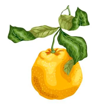 Orange fruit made in graphic design on the branch with leaves 스톡 일러스트