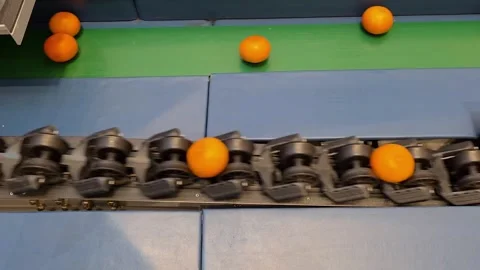 Orange fruit moving on automatic sizing machine in modern food processing Stock Footage 323272330