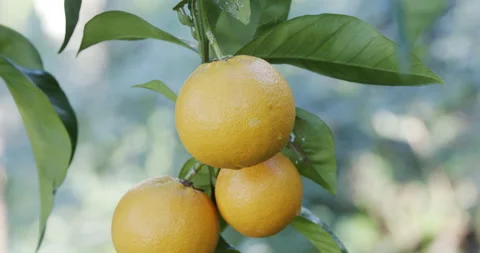 Orange fruit on orange tree close up Stock Footage 196998925