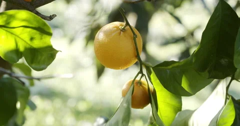 Orange fruit on orange tree Stock Footage 196996988