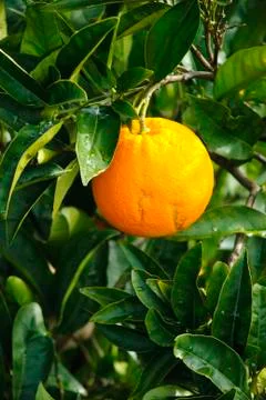 Orange fruit Foto stock
