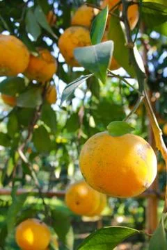 Orange fruit Stock Photos