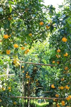 Orange fruit Stock Photos