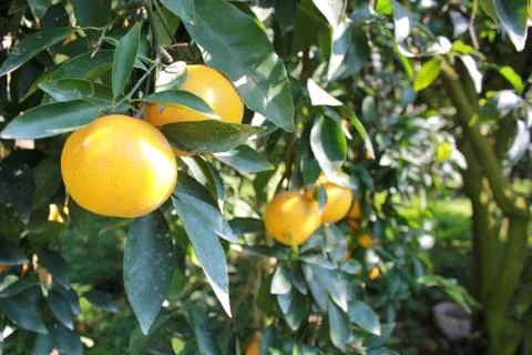 Orange fruit Stock Photos