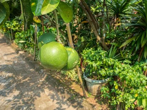 Orange fruit  Stock Photos