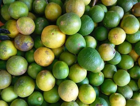 Orange fruit 库存照片