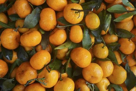 Orange fruit Stock Photos