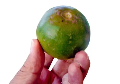 The Orange fruit Stock Photos