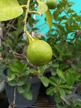 Orange fruit in a pot Foto stock