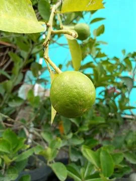Orange fruit in a pot Stock Photos