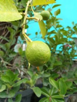 Orange fruit in a pot Stock Photos