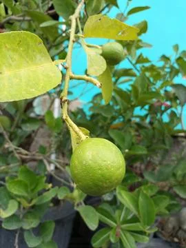 Orange fruit in a pot 写真素材