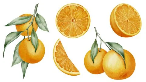 Orange fruit set. Hand drawn watercolor illustration with branches of tangerines Stock Illustration