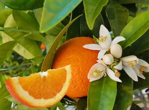 Orange fruit slice cut and orange tree with green leaves and flowers for back Stock Photos