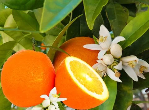 Orange fruit slice cut and orange tree with green leaves and flowers for back Stock Photos