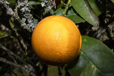 Orange fruit still on the tree Stock Photos
