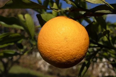 Orange fruit still on the tree Foto stock