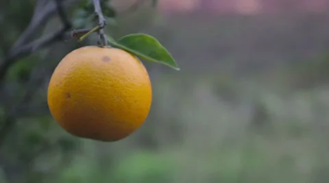 Orange fruit in a tree 01 Stock Footage 27335522