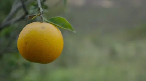 Orange fruit in a tree 02 Stock Footage 27338204