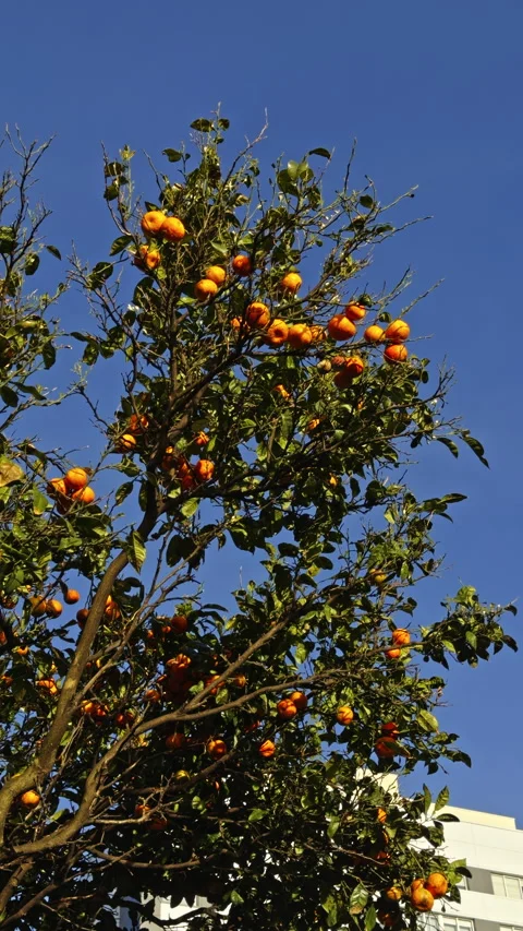 Orange fruit tree against blue sky Видео 338295258