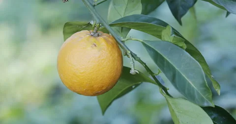 Orange fruit on tree Close up Stock Footage 196995458
