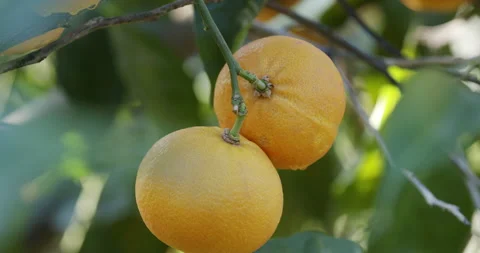 Orange fruit on tree Close up Stock Footage 196996466