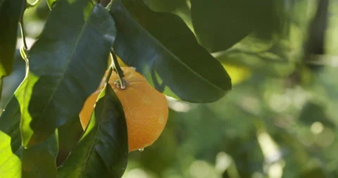 Orange fruit on tree Close up Stock Footage 196996952