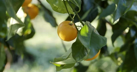 Orange fruit on tree Close up Stock Footage 196998630