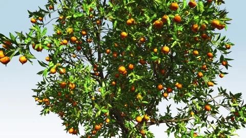 Orange Fruit tree Close-up Video stock 308712431