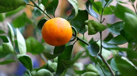 Orange Fruit on a Tree Stock Footage 36150316