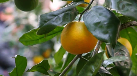 Orange Fruit on Tree Stock Footage 36150318