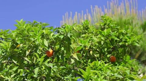 Orange fruit tree. Stock Footage 49458018