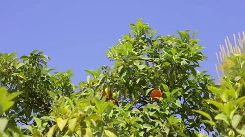 Orange fruit tree. Stock Footage 49459901